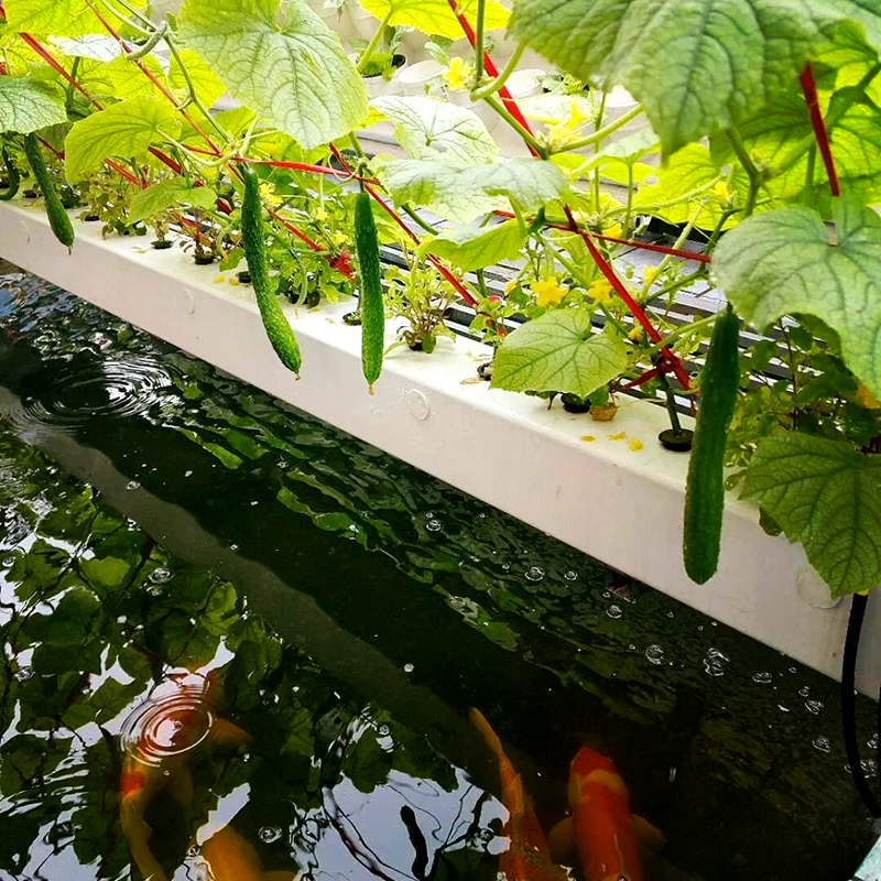 双鸭山市鱼菜共生鱼菜共生 - 推荐